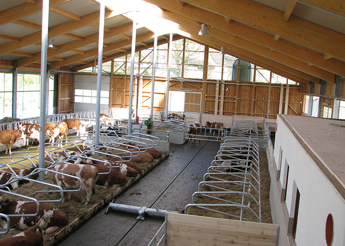 Rinderlaufstall von oben mit Liegeboxen und Spaltenboden