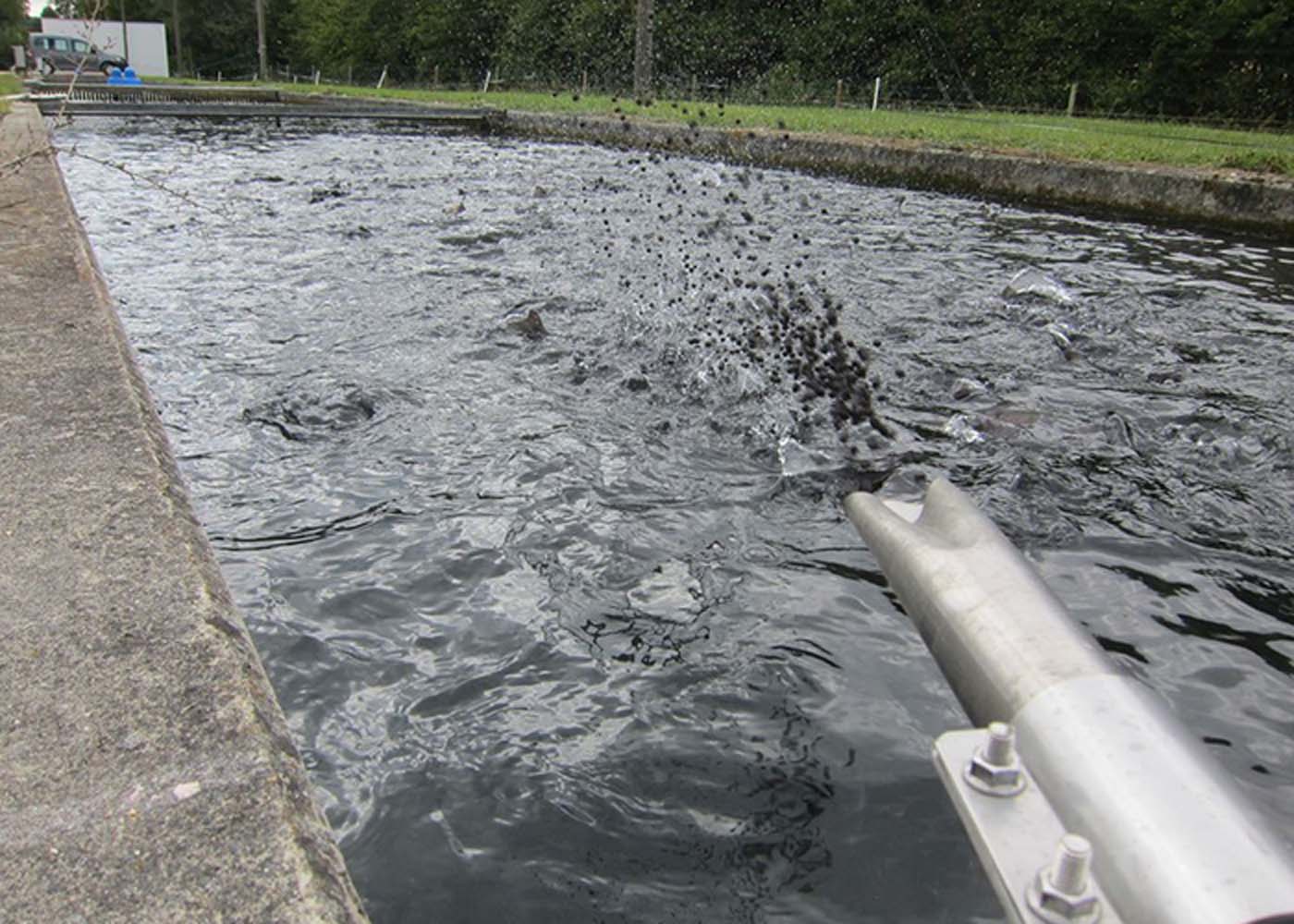 Fischfütterung für Teichwirtschaft