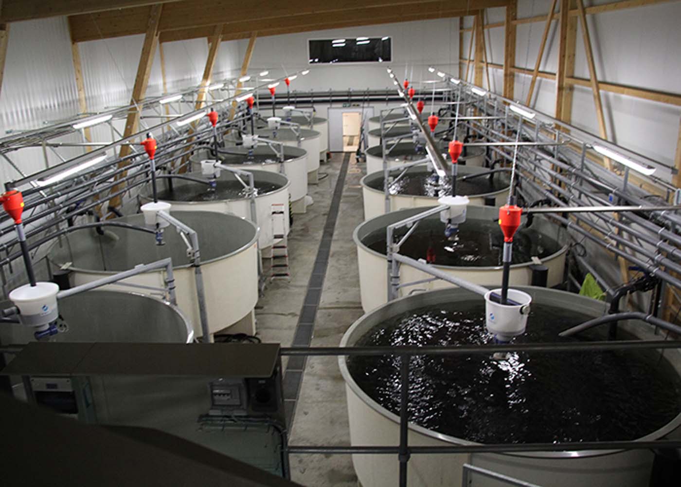 Fischfütterung für Teichwirtschaft
